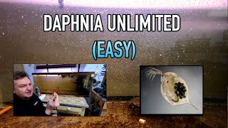 How I Raise Daphnia Water Fleas And You Can Too [upl. by Joete]