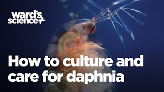 Caring and Culturing for Daphnia [upl. by Efeek]