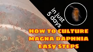 How to Culture Magna Daphnia Easily [upl. by Joab]