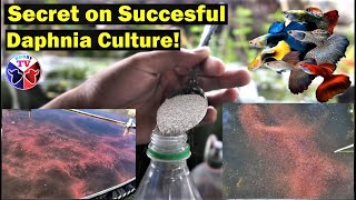 How to Culture Daphnia Successfully [upl. by Eutnoj]