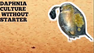 HOW TO CULTURE DAPHNIA NATURALLY WITHOUT A STARTER [upl. by Jemima]