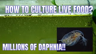 How to Culture Daphnia Secret Method to Breed MILLIONS  Simply Aquatic [upl. by Ludlew]