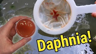 How I Culture Daphnia In Outdoor Tubs [upl. by Brian]