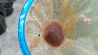 How to culture daphnia moina in a small container Part 1 English Subtitle [upl. by Nolur666]