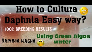 Daphnia MagnaHow to Culture Daphnia Easy wayCulturing Daphnia using Green water Daphnia [upl. by Micki582]