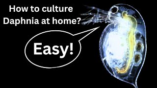 BEST Live Fish Food Beginner guide How to Culture Daphnia at home [upl. by Enenstein362]