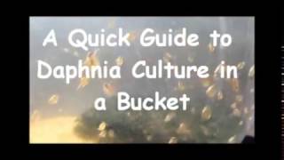 How to culture daphnia outside [upl. by Annayrb866]