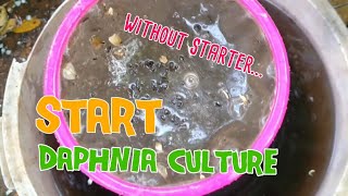 How to culture daphnia moina the easy way 1  Starting the Daphnia culture [upl. by Acinomahs]