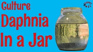 How to Culture Daphnia in a Jar [upl. by Celeste893]