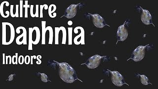 How to Culture Daphnia [upl. by Nylirej675]