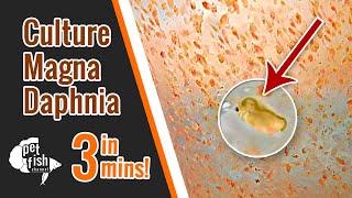 How to culture DAPHNIA MAGNA  The easy way [upl. by Ryon996]