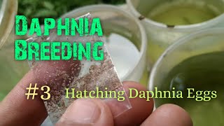 Daphnia Culture made simple and easy 3  Hatching Daphnia eggs [upl. by Manus]