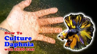 How to Culture Daphnia with ZERO Cost  Unlimited Live Food For Our Fish [upl. by Leaj]