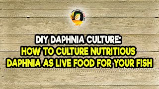 DIY Daphnia Culture How to Culture Nutritious Daphnia as Live Food for Your Fish [upl. by Iht577]