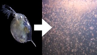 How I Culture Daphnia [upl. by Boni460]