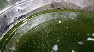 DAPHNIA MOINA CULTURE IN A SMALL BUCKET [upl. by Aidnic]