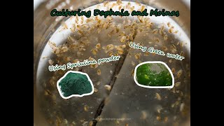 How To Culture Daphnia and Moinas using Green Water Spirulina powder [upl. by Ahsitan]