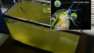 Raising Daphnia for the Freshwater Aquarium [upl. by Gracie]