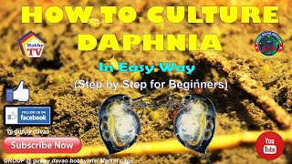 HOW TO CULTURE DAPHNIA In Easy Way [upl. by Hpsoj]